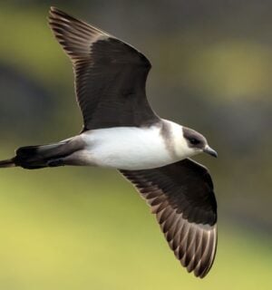 Photo shows the endangered Arctic Skua, which is both a Red List species and a Priority Species in the UK Biodiversity Action Plan