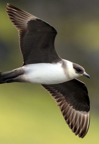 Photo shows the endangered Arctic Skua, which is both a Red List species and a Priority Species in the UK Biodiversity Action Plan