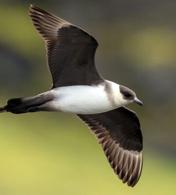 Photo shows the endangered Arctic Skua, which is both a Red List species and a Priority Species in the UK Biodiversity Action Plan