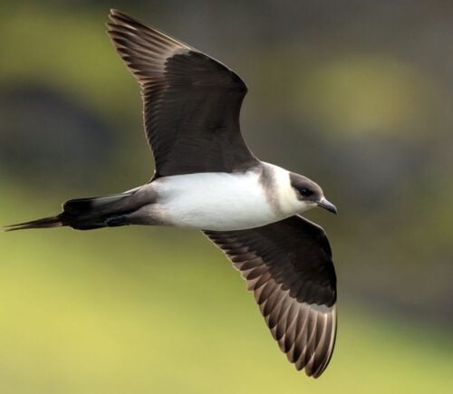 Photo shows the endangered Arctic Skua, which is both a Red List species and a Priority Species in the UK Biodiversity Action Plan