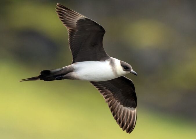 Photo shows the endangered Arctic Skua, which is both a Red List species and a Priority Species in the UK Biodiversity Action Plan