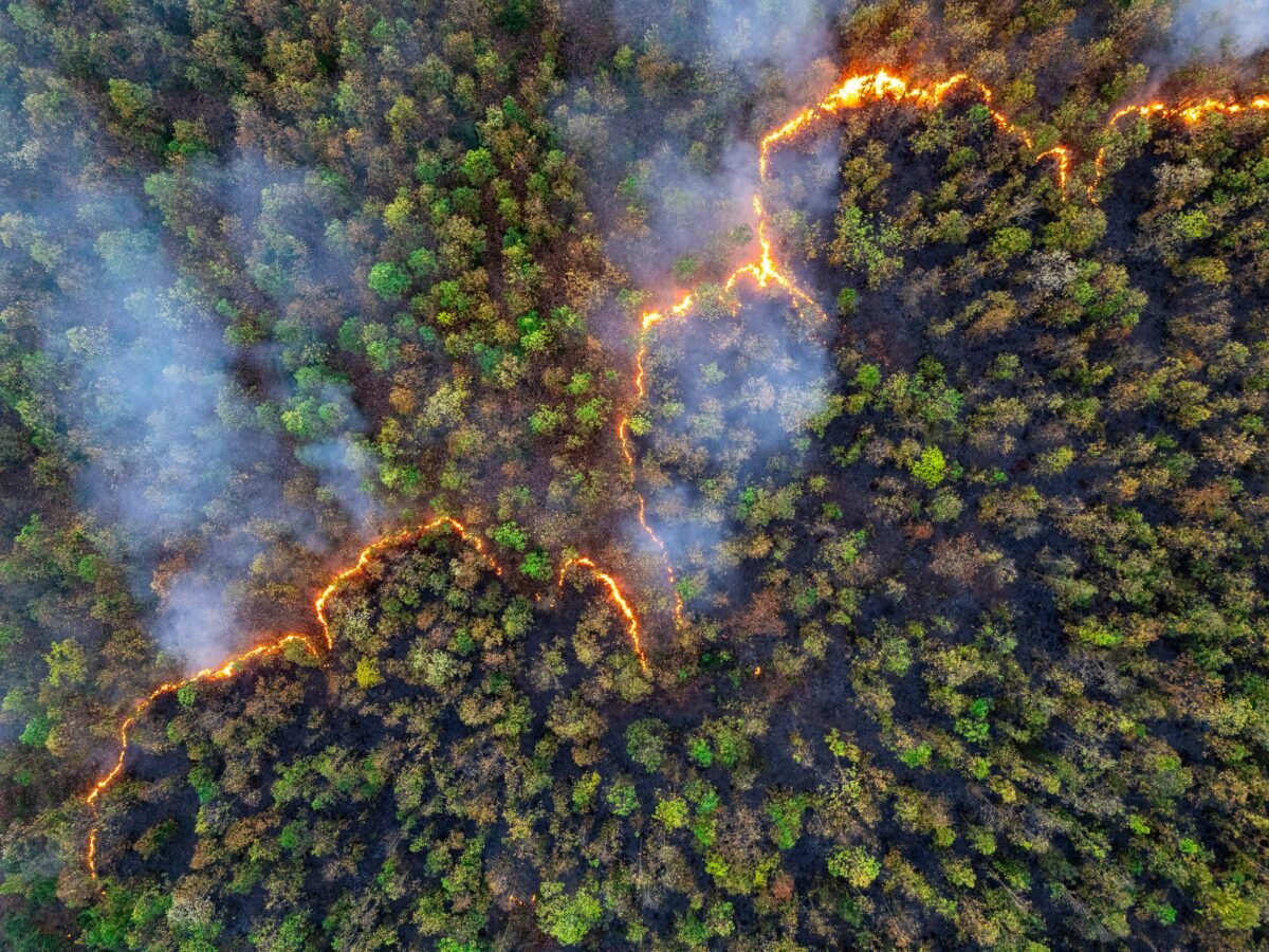 Photo shows a forest fire running through the center of a large wood