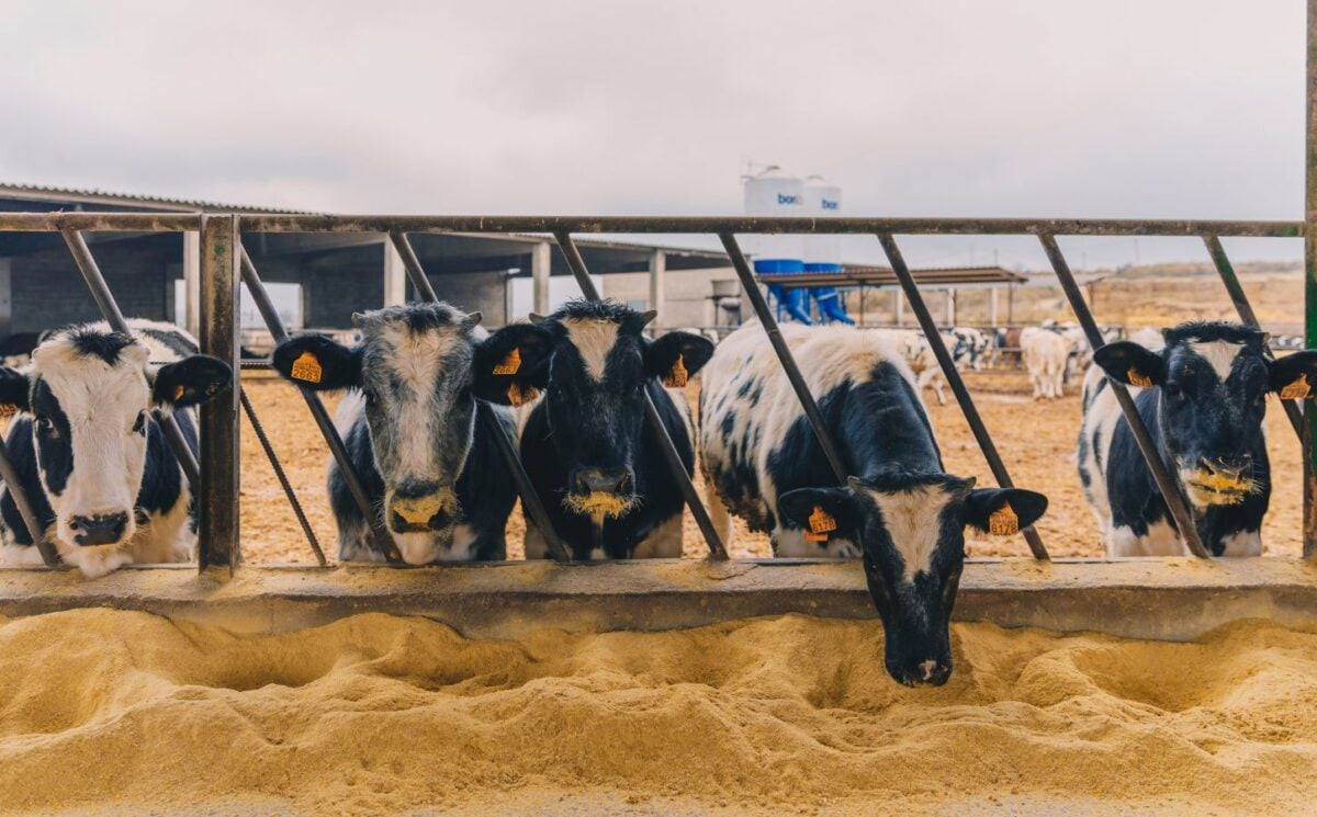 Photo shows a line of cows eating grain from the ground. If animal farmers stopped feeding grain to livestock, the food system could feed an extra 2.5 billion per year, according to a new CIWF report