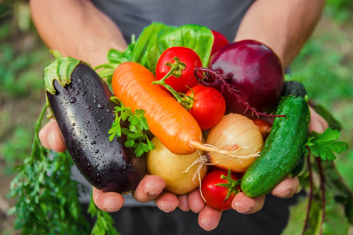 Photo shows someone's hands as they hold a selection of colorful vegetables in an allotment