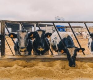 Photo shows a line of cows eating grain from the ground. If animal farmers stopped feeding grain to livestock, the food system could feed an extra 2.5 billion per year, according to a new CIWF report