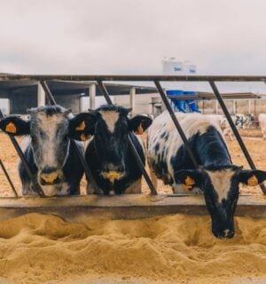 Photo shows a line of cows eating grain from the ground. If animal farmers stopped feeding grain to livestock, the food system could feed an extra 2.5 billion per year, according to a new CIWF report
