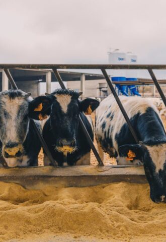 Photo shows a line of cows eating grain from the ground. If animal farmers stopped feeding grain to livestock, the food system could feed an extra 2.5 billion per year, according to a new CIWF report