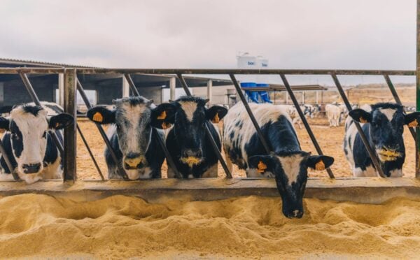 Photo shows a line of cows eating grain from the ground. If animal farmers stopped feeding grain to livestock, the food system could feed an extra 2.5 billion per year, according to a new CIWF report