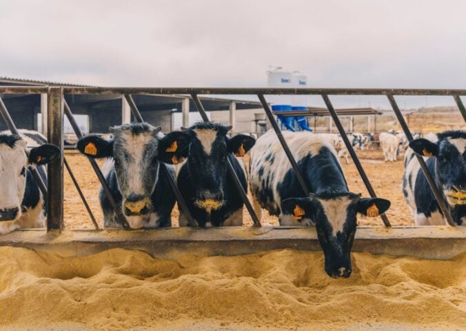 Photo shows a line of cows eating grain from the ground. If animal farmers stopped feeding grain to livestock, the food system could feed an extra 2.5 billion per year, according to a new CIWF report