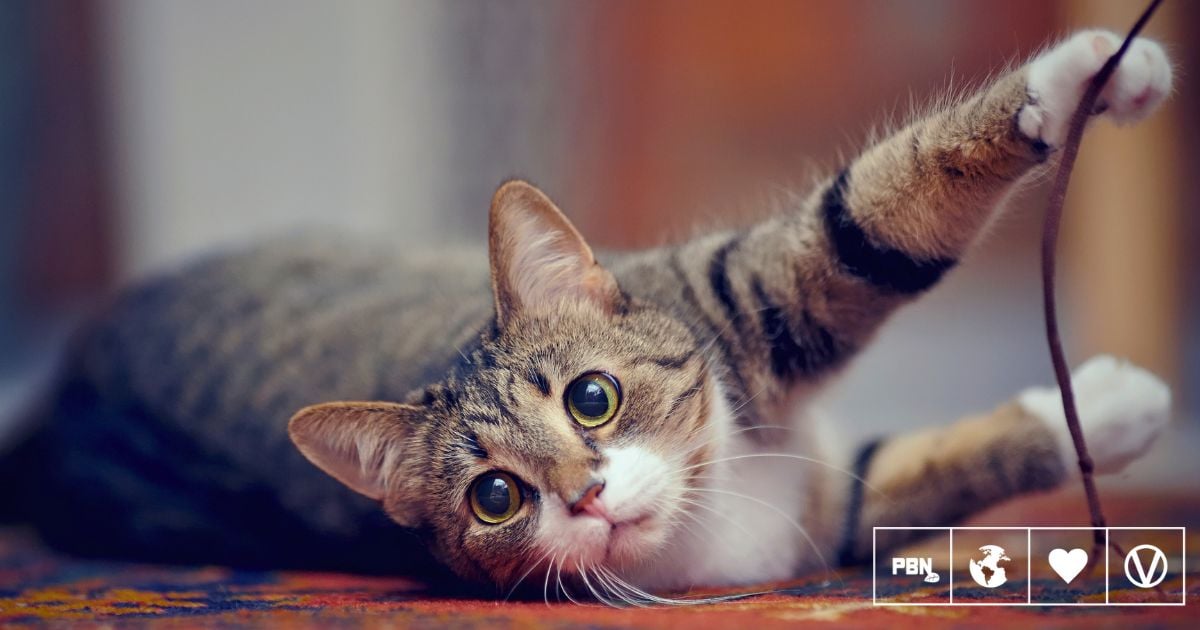 California Officially Bans Cat Declawing Unless Medically Necessary