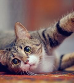 Photo shows a cat playing with a string using their claws. California just became the latest US state to ban cat declawing