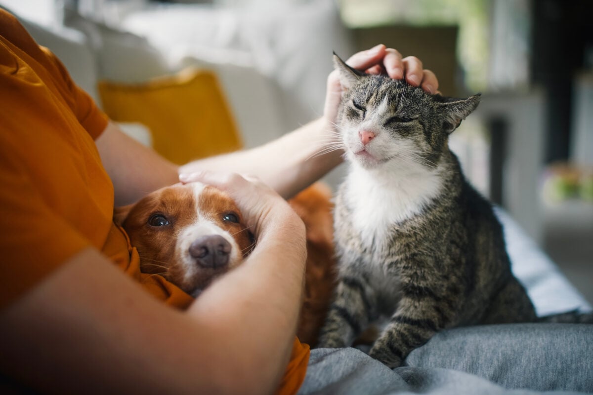 Photo shows a man sitting on a sofa with a cat and a dog