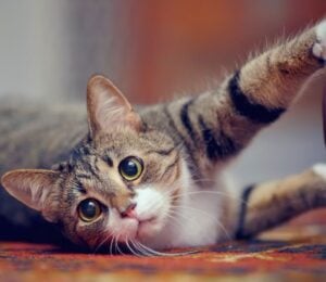 Photo shows a cat playing with a string using their claws. California just became the latest US state to ban cat declawing