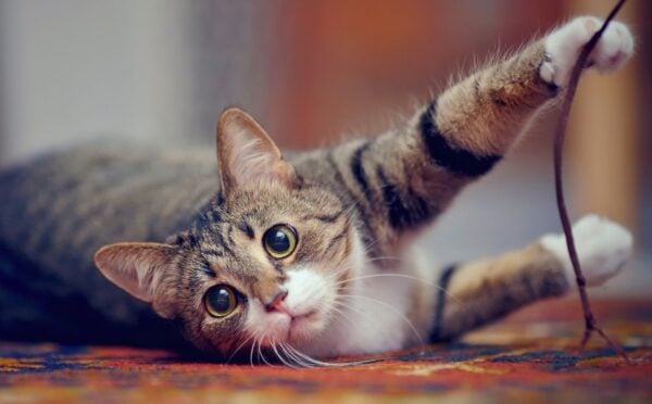 Photo shows a cat playing with a string using their claws. California just became the latest US state to ban cat declawing