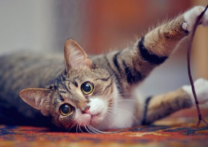 Photo shows a cat playing with a string using their claws. California just became the latest US state to ban cat declawing