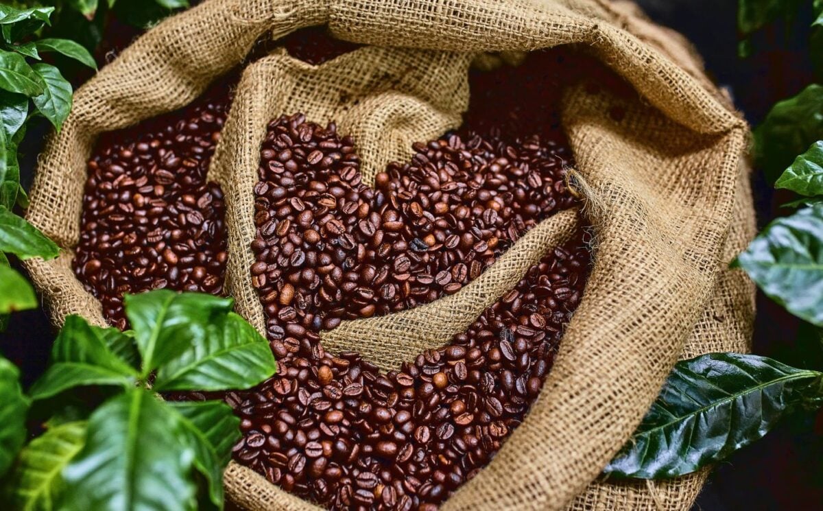 a bag of coffee beans surrounded by green plants for the topic of coffee's health effects on people