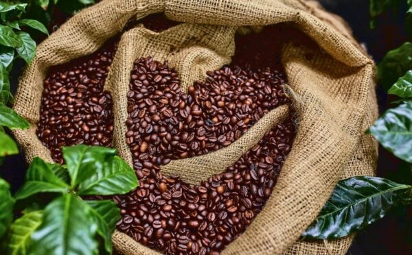 a bag of coffee beans surrounded by green plants for the topic of coffee's health effects on people