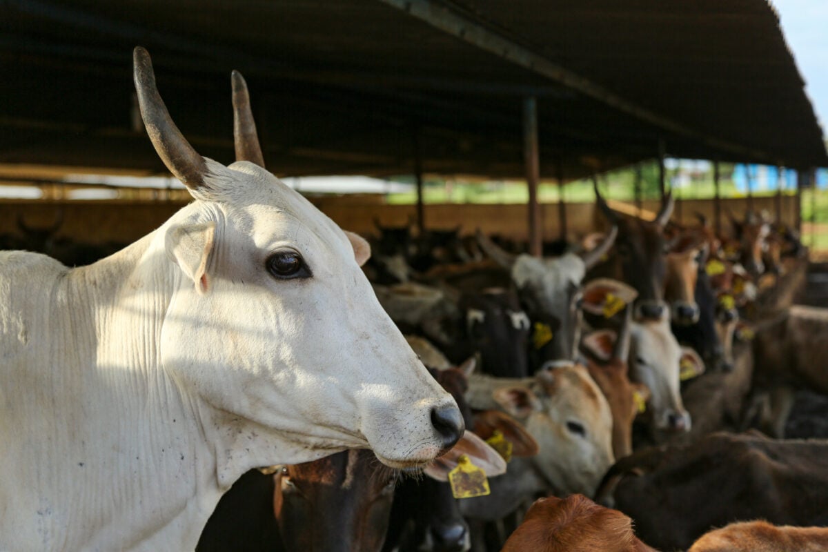 Photo shows an Indian dairy farm, with many cows inside an open shed