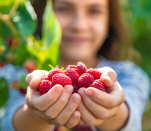 Photo shows a child holding out a double handful of raspberries