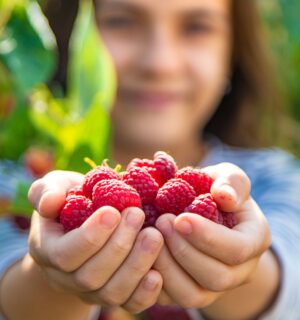 Photo shows a child holding out a double handful of raspberries