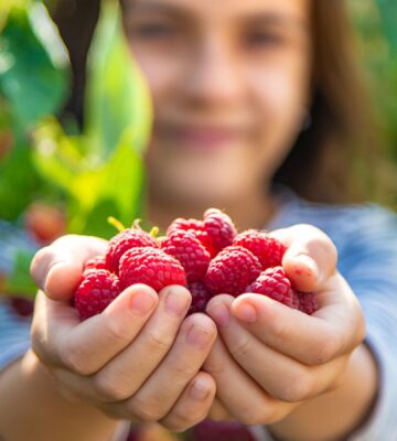 Photo shows a child holding out a double handful of raspberries
