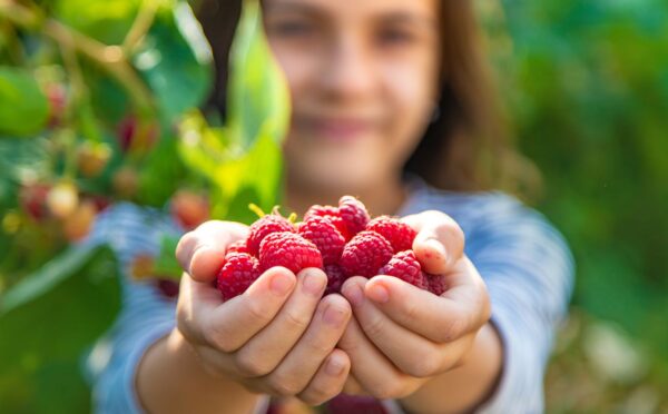 Photo shows a child holding out a double handful of raspberries