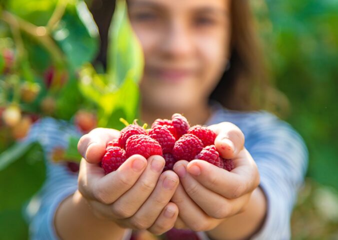 Photo shows a child holding out a double handful of raspberries