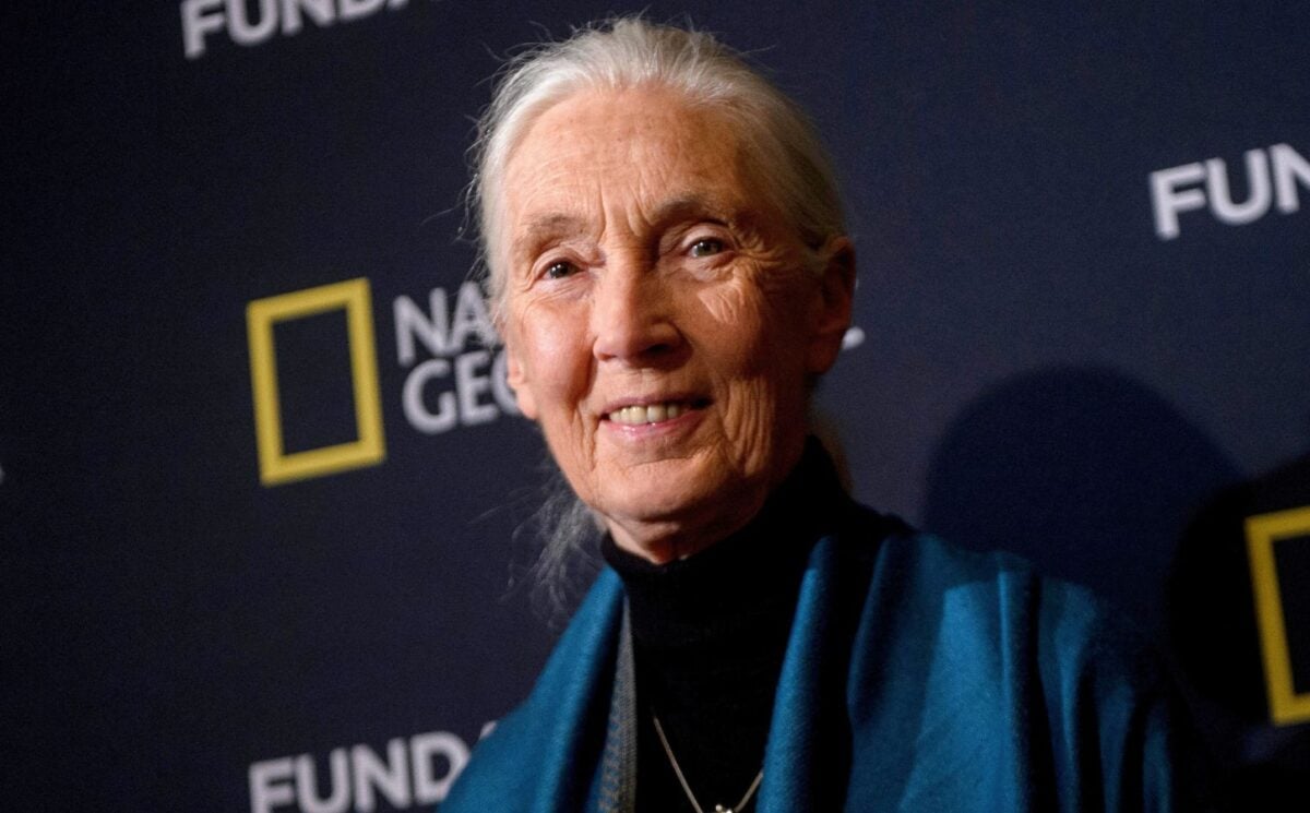 Photo shows Jane Goodall standing in front of a National Geographic backdrop during a conference for the RBA Foundation in Madrid in 2016
