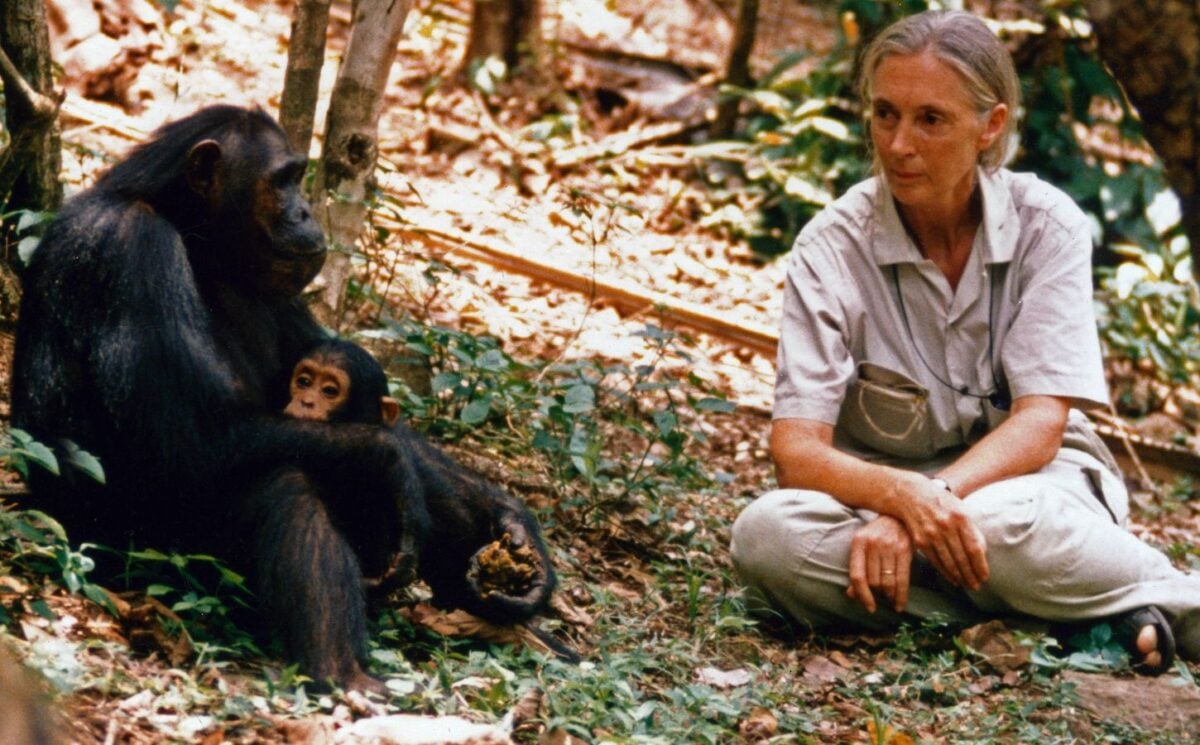 Photo shows Jane Goodall, who died earlier this week, sitting on the ground near to a chimpanzee and her baby