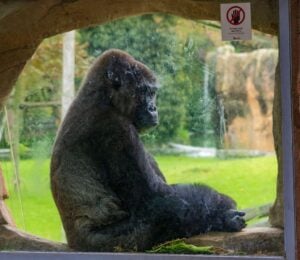 Photo shows a gorilla sitting behind the glass window of his enclosure. New footage has emerged of so-called "lonely" gorillas at the closed Bristol Zoo