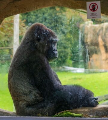 Photo shows a gorilla sitting behind the glass window of his enclosure. New footage has emerged of so-called "lonely" gorillas at the closed Bristol Zoo