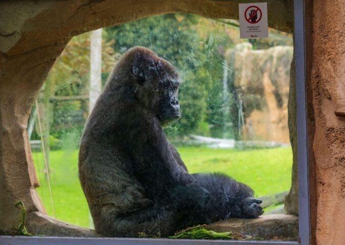Photo shows a gorilla sitting behind the glass window of his enclosure. New footage has emerged of so-called "lonely" gorillas at the closed Bristol Zoo