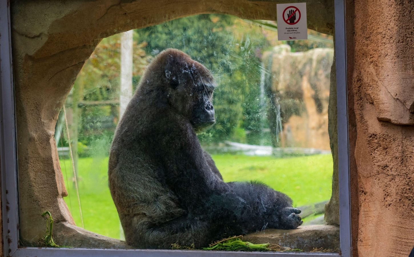 Photo shows a gorilla sitting behind the glass window of his enclosure. New footage has emerged of so-called "lonely" gorillas at the closed Bristol Zoo