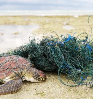 Photo shows a green sea turtle caught in a fishing net on the beach. The UK just declined to comprehensively ban bottom trawling