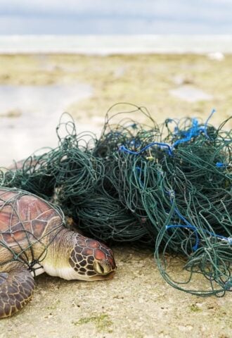 Photo shows a green sea turtle caught in a fishing net on the beach. The UK just declined to comprehensively ban bottom trawling