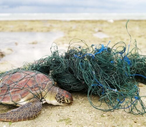 Photo shows a green sea turtle caught in a fishing net on the beach. The UK just declined to comprehensively ban bottom trawling