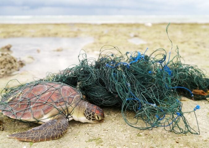 Photo shows a green sea turtle caught in a fishing net on the beach. The UK just declined to comprehensively ban bottom trawling