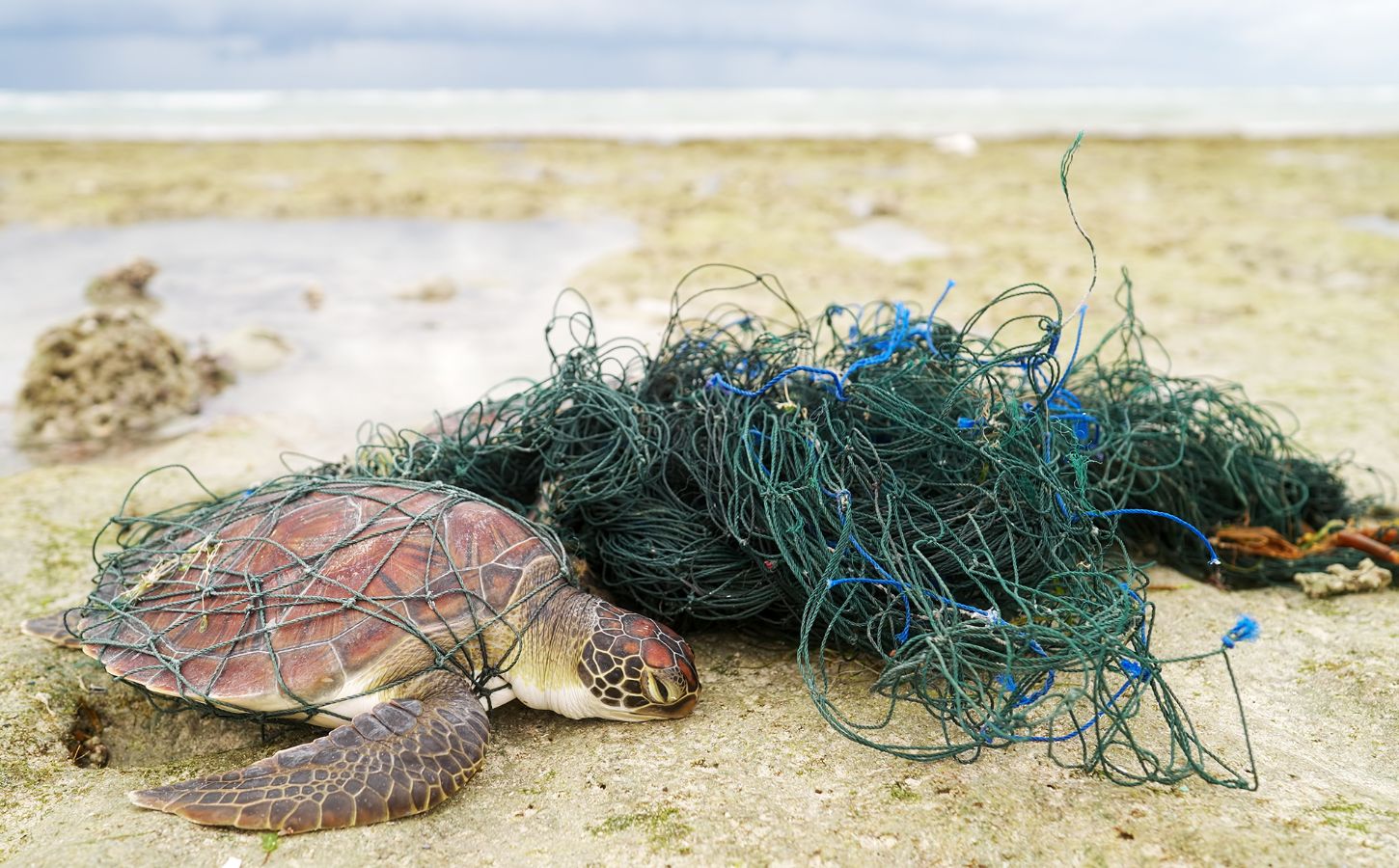 Photo shows a green sea turtle caught in a fishing net on the beach. The UK just declined to comprehensively ban bottom trawling