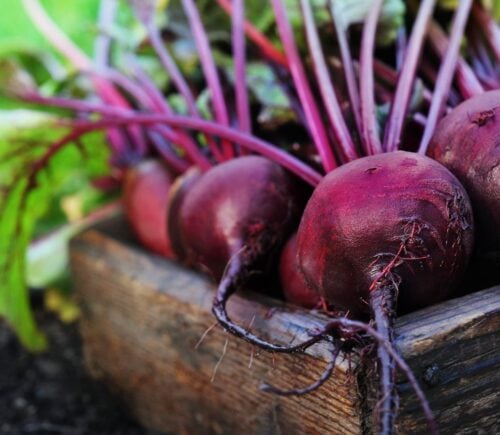 a box of beetroot for an article about What happens after eating beets