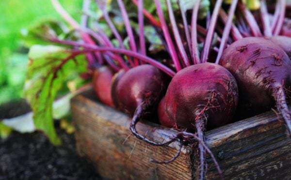 a box of beetroot for an article about What happens after eating beets