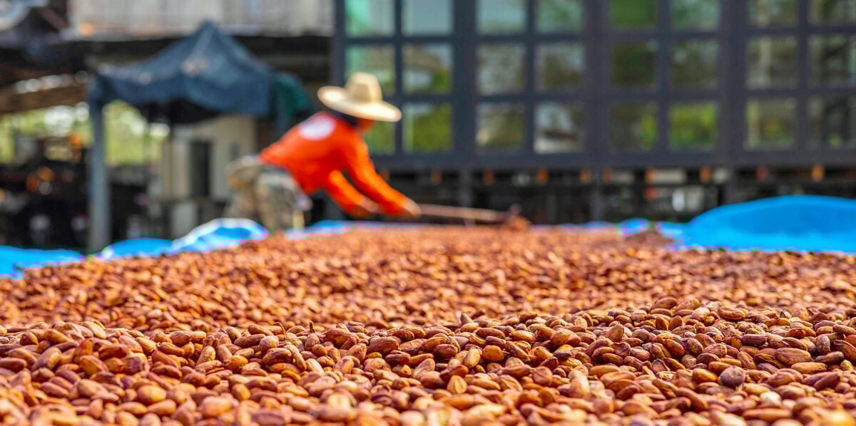 Photo shows a cocoa farmer drying beans out in the sun