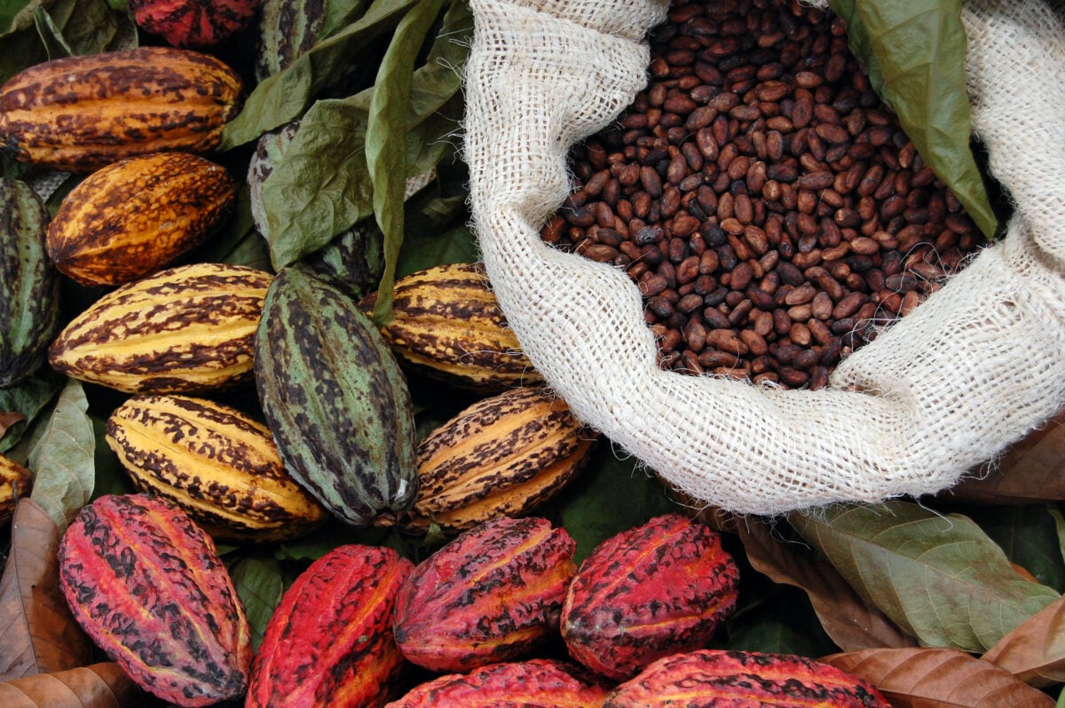 Photo shows a pile of colorful cocoa pods and a large bag of cocoa beans