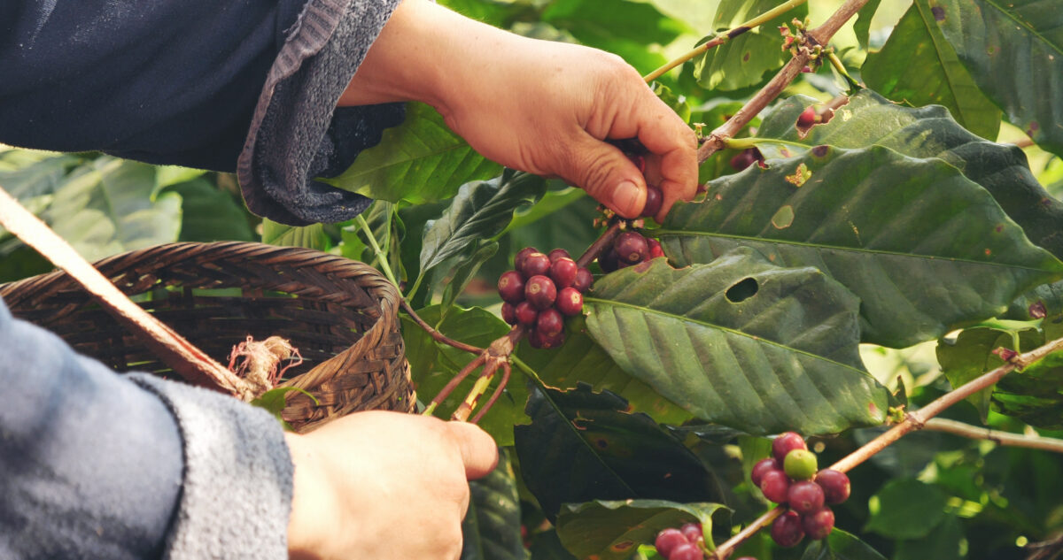 Photo show an agricultural worker's hands as they harvest raw coffee beans on an eco farm