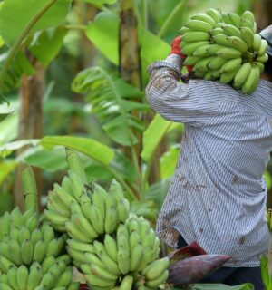 Photo shows a farmer carrying a large bunch of bananas on his shoulder amongst the trees. According to ProVeg Brazil, rural farmers could significantly increase their profits and reduce national emissions by pivoting to plant-based agroforestry