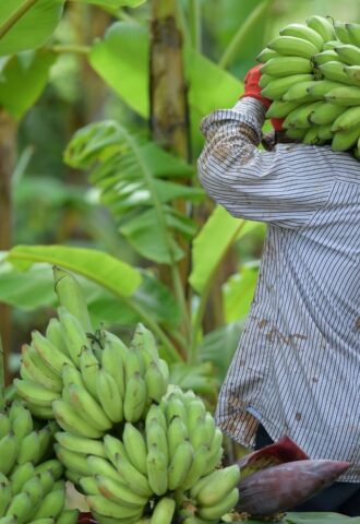 Photo shows a farmer carrying a large bunch of bananas on his shoulder amongst the trees. According to ProVeg Brazil, rural farmers could significantly increase their profits and reduce national emissions by pivoting to plant-based agroforestry