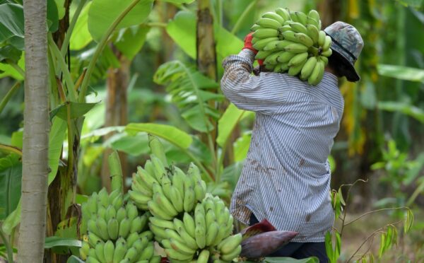 Photo shows a farmer carrying a large bunch of bananas on his shoulder amongst the trees. According to ProVeg Brazil, rural farmers could significantly increase their profits and reduce national emissions by pivoting to plant-based agroforestry