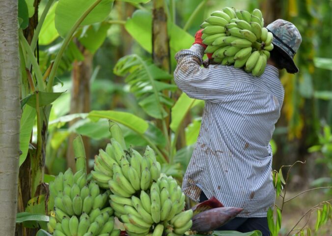 Photo shows a farmer carrying a large bunch of bananas on his shoulder amongst the trees. According to ProVeg Brazil, rural farmers could significantly increase their profits and reduce national emissions by pivoting to plant-based agroforestry