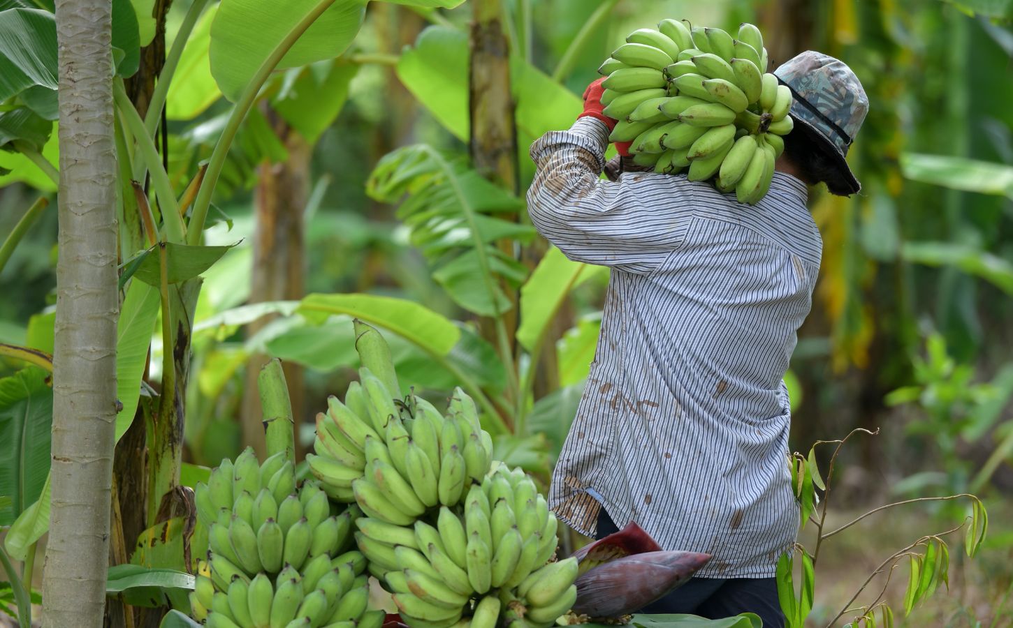 Photo shows a farmer carrying a large bunch of bananas on his shoulder amongst the trees. According to ProVeg Brazil, rural farmers could significantly increase their profits and reduce national emissions by pivoting to plant-based agroforestry