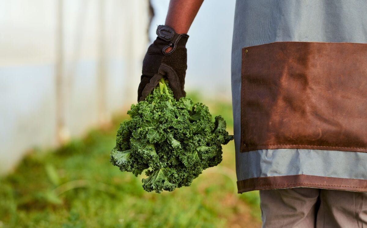 Photo shows a farmer's gloved hand holding a bunch of kale. More than a third of British farms made no profits last year, according to a new report..