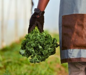Photo shows a farmer's gloved hand holding a bunch of kale. More than a third of British farms made no profits last year, according to a new report..